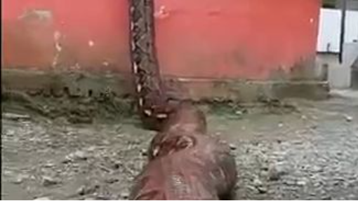 Big Snake Trying to cross the wall