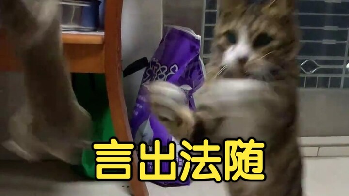 猫：人 听说你也想玩