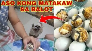 EATING BALOT WITH SHIHTZU / MASAMA BA ANG BALOT EGG SA ASO