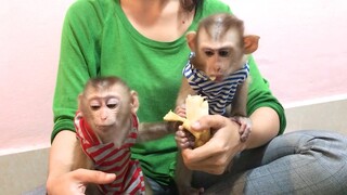 Mino and Coconut monkeys enjoyed banana and play