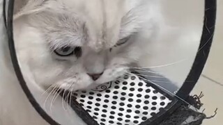 Cat not allowed to mate yet but...