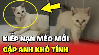 Kiếp nạn về NHÀ MỚI của bé mèo vì gặp phải anh trai KHÓ TÍNH 😂 | Yêu Lu