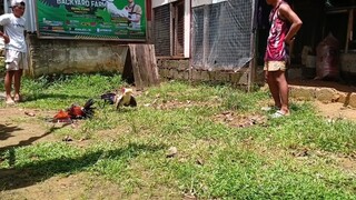 7mos raptor RH vs 7 mos kanawayon hatch ng tropa