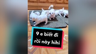 Biết đi r là mệt lắm. Haha cunyeucuadua chó chócon chókhôn chócute xuhuong fyp