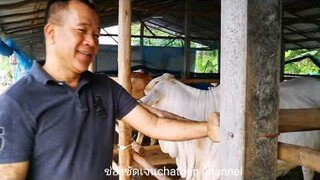 #รัตนรดี ฟาร์มEp2 สุดจัดกับวัวแฝด เฮงๆปังๆกันไปเลย|cow|brahman|