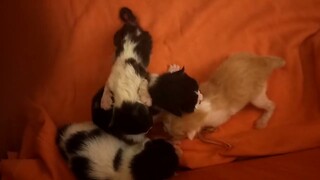 #kittens ,new born kittens ang cute@Gina Lubang