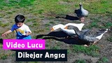 Kumpulan Video Dikejar Soang Lucu - Dikejar Angsa Lucu - Disosor Angsa- Funny Geese Attack