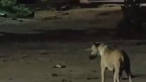 Emang anjing