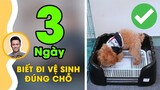 Huấn luyện chó 01: Dạy cún đi vệ sinh đúng chỗ trong 3 ngày