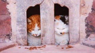 Kucing Kota Terlarang terlengkap