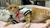 [Hewan]Kucing oranye yang cantik mengenakan kostum JK