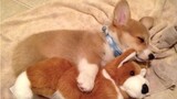 [Anjing Imut] Kekonyolan Corgi