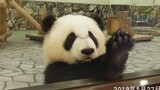 日本：大熊猫彩浜健康成长中~老爱偷吃麻麻零食 285&286日龄体重17.35kg