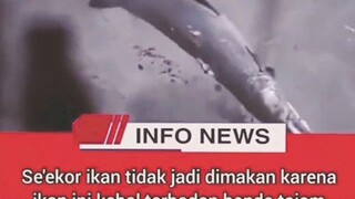 gagal makan ikan 🤣🤣