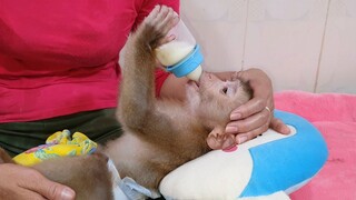 Obedient Baby Liheang Sleep Drinking Milk
