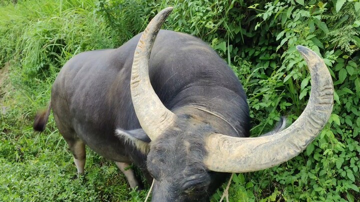 [Kumpulan Hewan] Banteng 850 kilogramku!