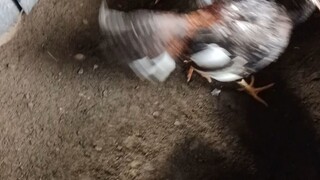 Pustiso(orange) vs Old(burik)
