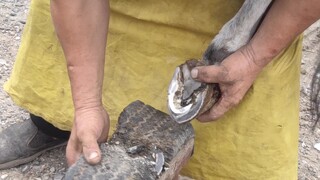 Stubborn donkey hooves are long and hard, full of maggots