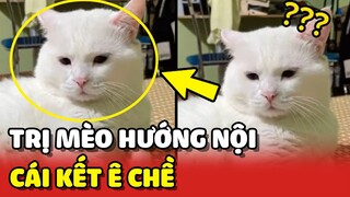 Dùng TIẾNG MÈO để trị MÈO HƯỚNG NỘI và cái kết Ê CHỀ 😂 | Yêu Lu