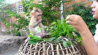 Baby Maki very obedient sitting so calm on cage watching Mom pick vegetables for cooking