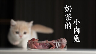 小奶猫生吃小肉兔！