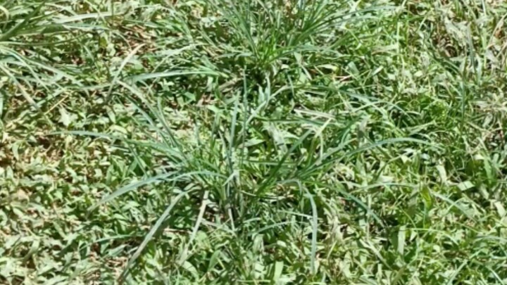 namumutok ang palo