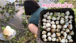 พาชมฟาร์มหอยปังเงินล้าน เก็บไข่หอยปัง เยอะมาก | แม่ชบาพาแซ่บบ