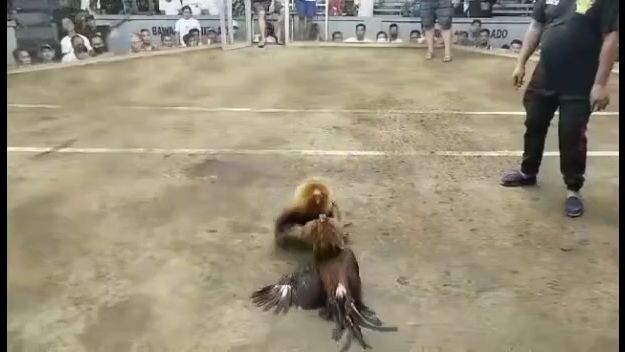 2cock 1st fight