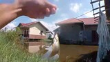 Mancing ikan sepat siam umpan lumut 👍👍