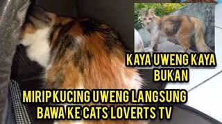 Masya Allah Ketemu Kucing Mirip Uweng Langsung Adopsi..!