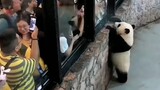 国宝实力宠粉，史上最敬业的大熊猫，游客：这门票买的值！