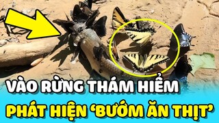 💥 Phát hiện "ĐÀN BƯỚM ĂN THỊT" khi đang THÁM HIỂM RỪNG SÂU | TIN GIẢI TRÍ