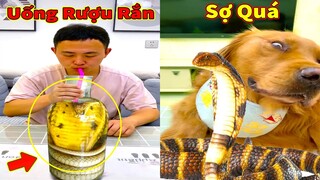 Thú Cưng TV | Đa Đa Thánh Chế #40 | Chó Golden Gâu Đần thông minh vui nhộn | Pets cute smart dog