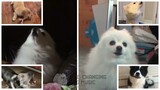 Love Nwantiti but Dogs Sung It (Dogs Version Cover)