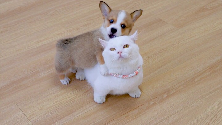 [Động vật]Khoảnh khắc dễ thương của chó và mèo