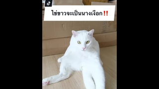ไข่ขาวจะกินปลา ไข่ขาวอยากเป็นนางเงือก‼️