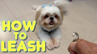 Shih Tzu Dog Reacts To His Unclipped Leash | Cute & Funny Shih Tzu Dog Video