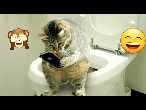 Try Not To Laugh Animals 🤫 // Funniest Cats Videos In The World // Funny Cats Video🐈 #2