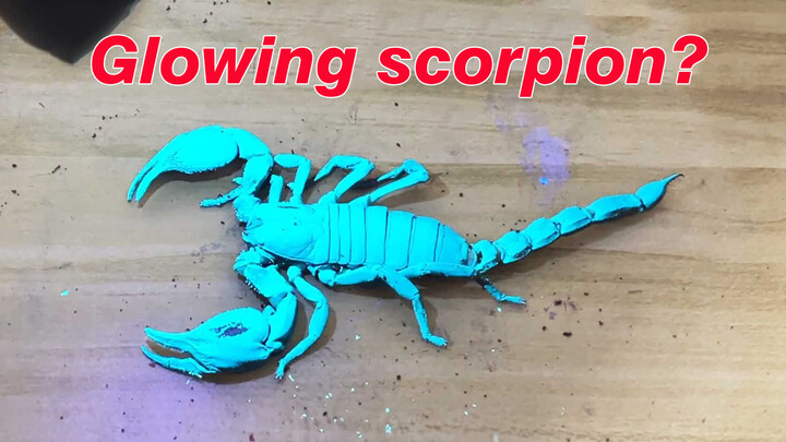 Amazing! A Fluorescent Scorpion!