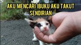 astaghfirullah Anak Kucing bersedih Mencari Ibunya di jalanan Tak Tahu Arah Kemana Harus Melangkah.!