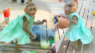 Princes Maya Very Happy Playing Outside At Cashew Farm Meet Many People