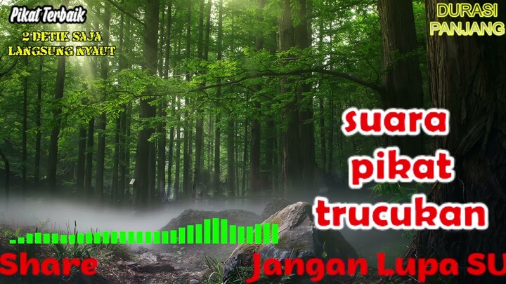 SUARA PIKAT TRUCUKAN YANG MEMBUAT TRUCUKAN LAIN MENDEKAT