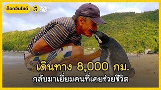 เพนกวินว่ายน้ำ 8,000 กิโลทุกปี เพื่อกลับมาขอบคุณชายผู้เคยช่วยชีวิต | Dog's Clip