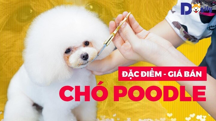 Chó Poodle Tiny, Toy, Teacup, khổng lồ con màu đen, trắng, xám, kem giá bao nhiêu tiền? Mua ở đâu?