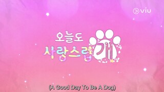 EP 10 ENG SUB A Good Day to Be a Dog