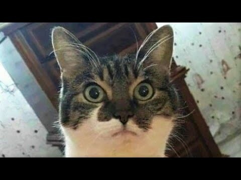 Funny animals - Funny cats / dogs - Funny animal videos 265