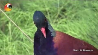 TAU NGGAK KALIAN!?!? dengan Delimukan Dewata