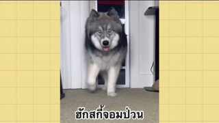 เพื่อนตัวน้อย สัตว์เลี้ยงแสนซน : อักสกี้จอมป่วน
