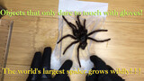 The biggest spider in the world