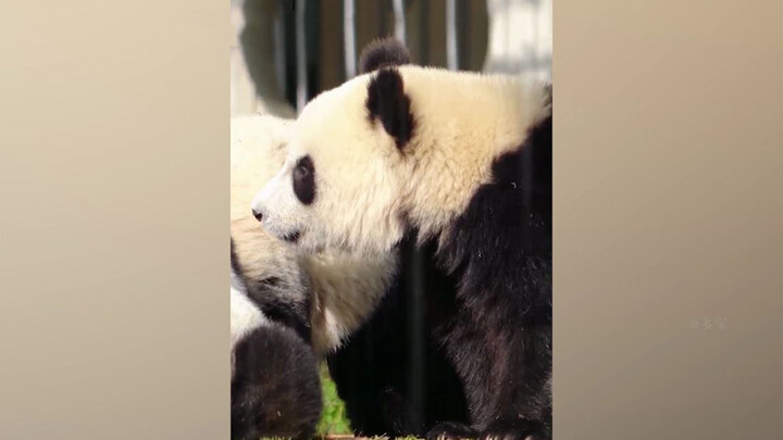 Panda yang Memahami Dialek Sichuan